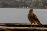 a bird sitting on a log near a body of water