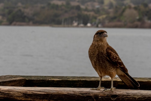a bird sitting on a log near a body of water
