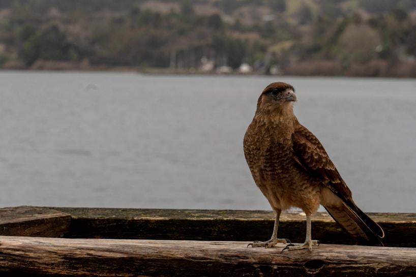 A bird of prey with brown feathers stands on a wooden surface by a large body of water, with a backdrop of a distant shore and blurred greenery.