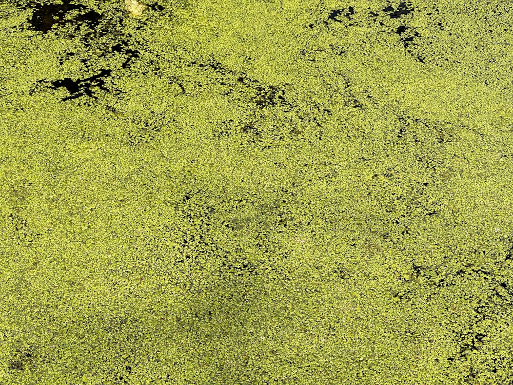 a bird is sitting on a patch of green algae
