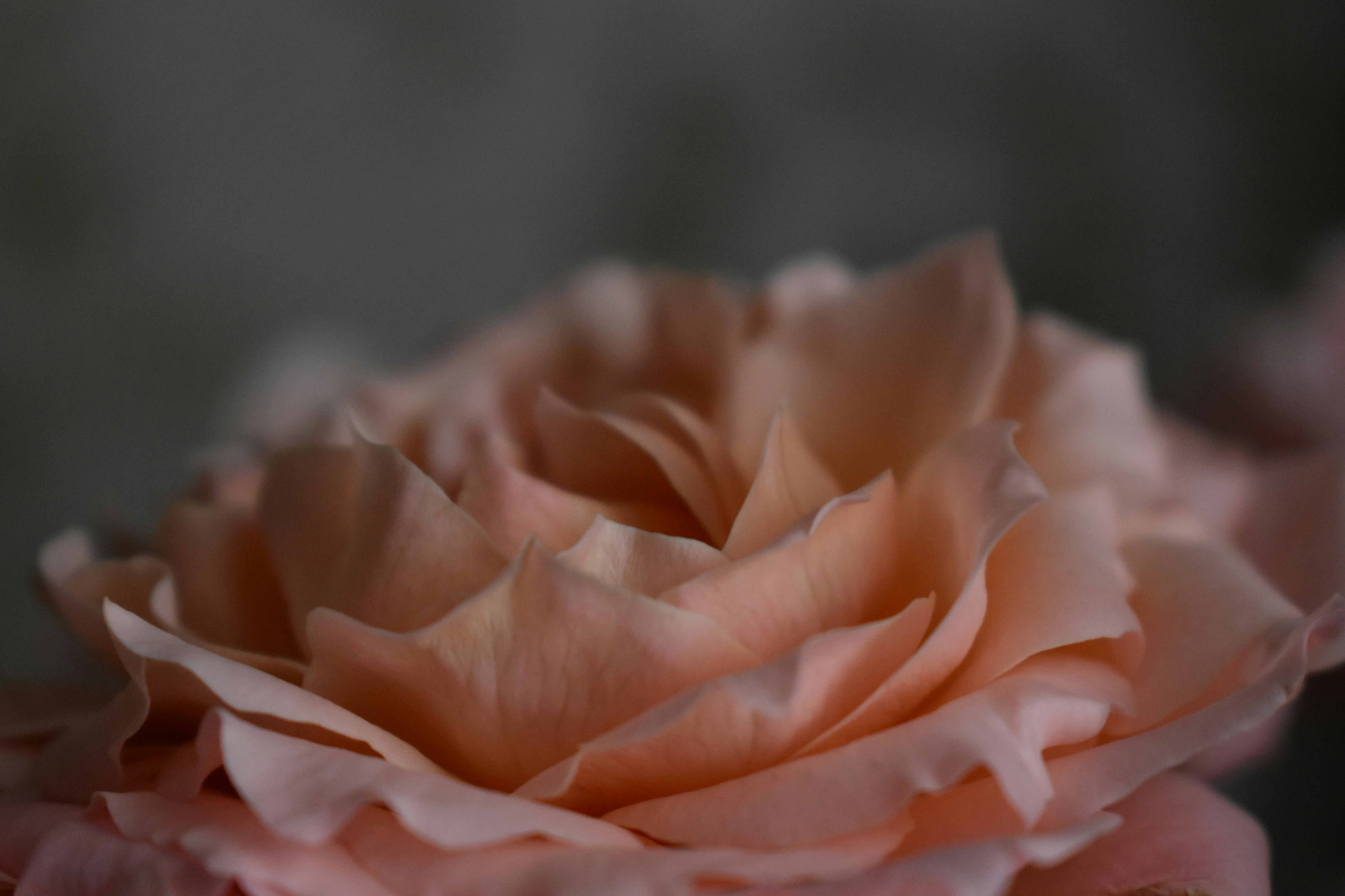 Photo by polina_grishma