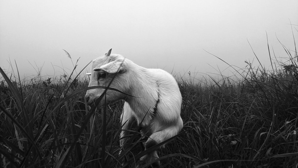 a white horse standing on top of a lush green field