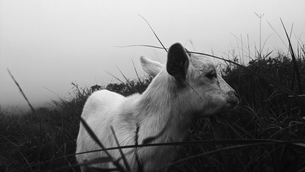 a black and white photo of a goat in a field