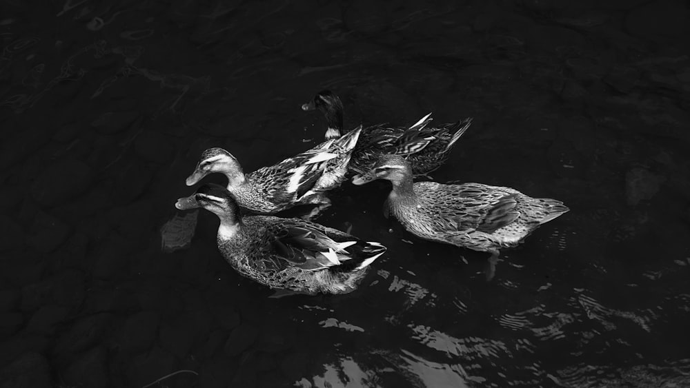 a group of ducks floating on top of a body of water