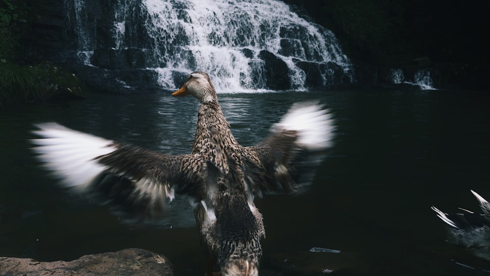 a duck flaps its wings in front of a waterfall