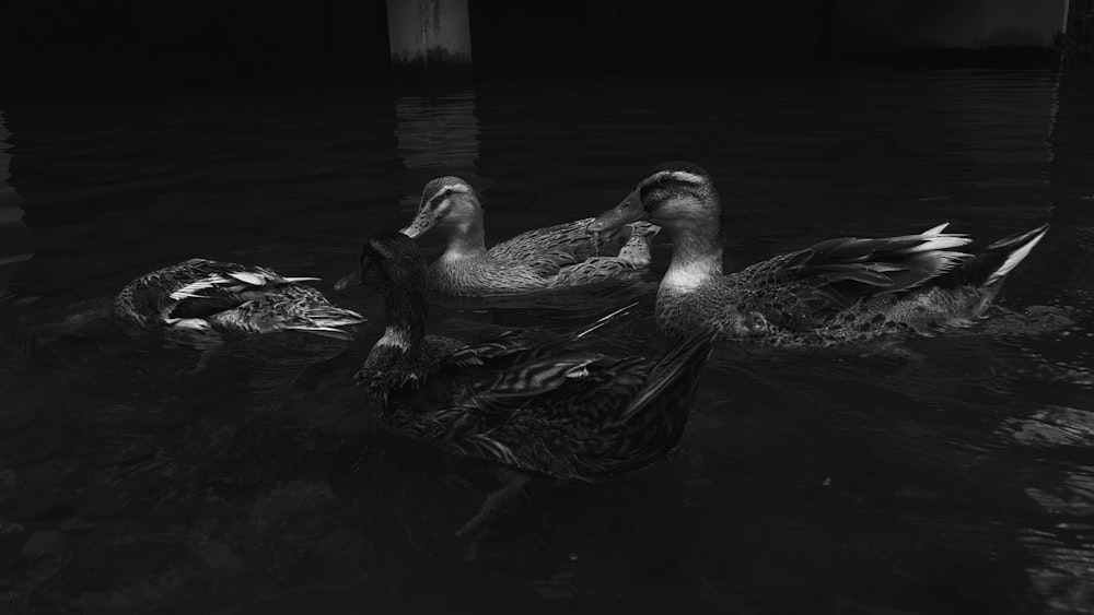 a group of ducks swimming in a body of water