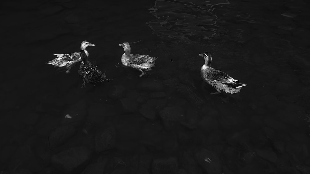 a group of ducks floating on top of a body of water