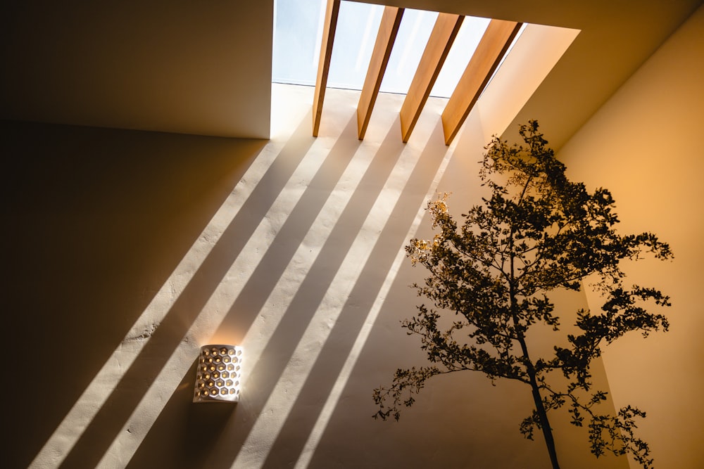 a vase sitting next to a tree in a room