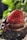 A close-up of a decadent chocolate dessert with fresh berries on top.