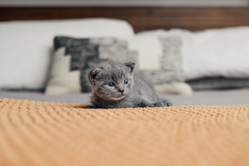 a small gray kitten laying on top of a bed