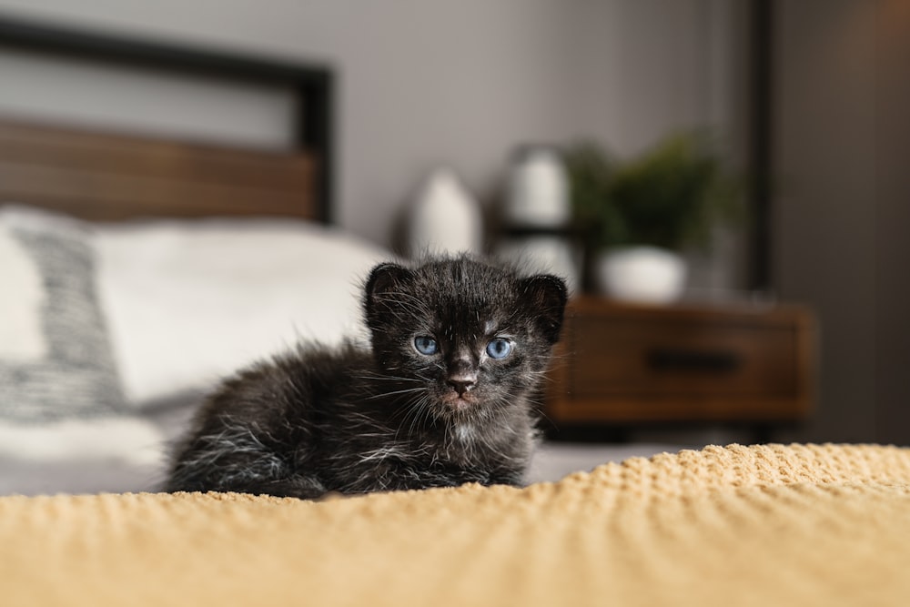 a small black kitten sitting on top of a bed