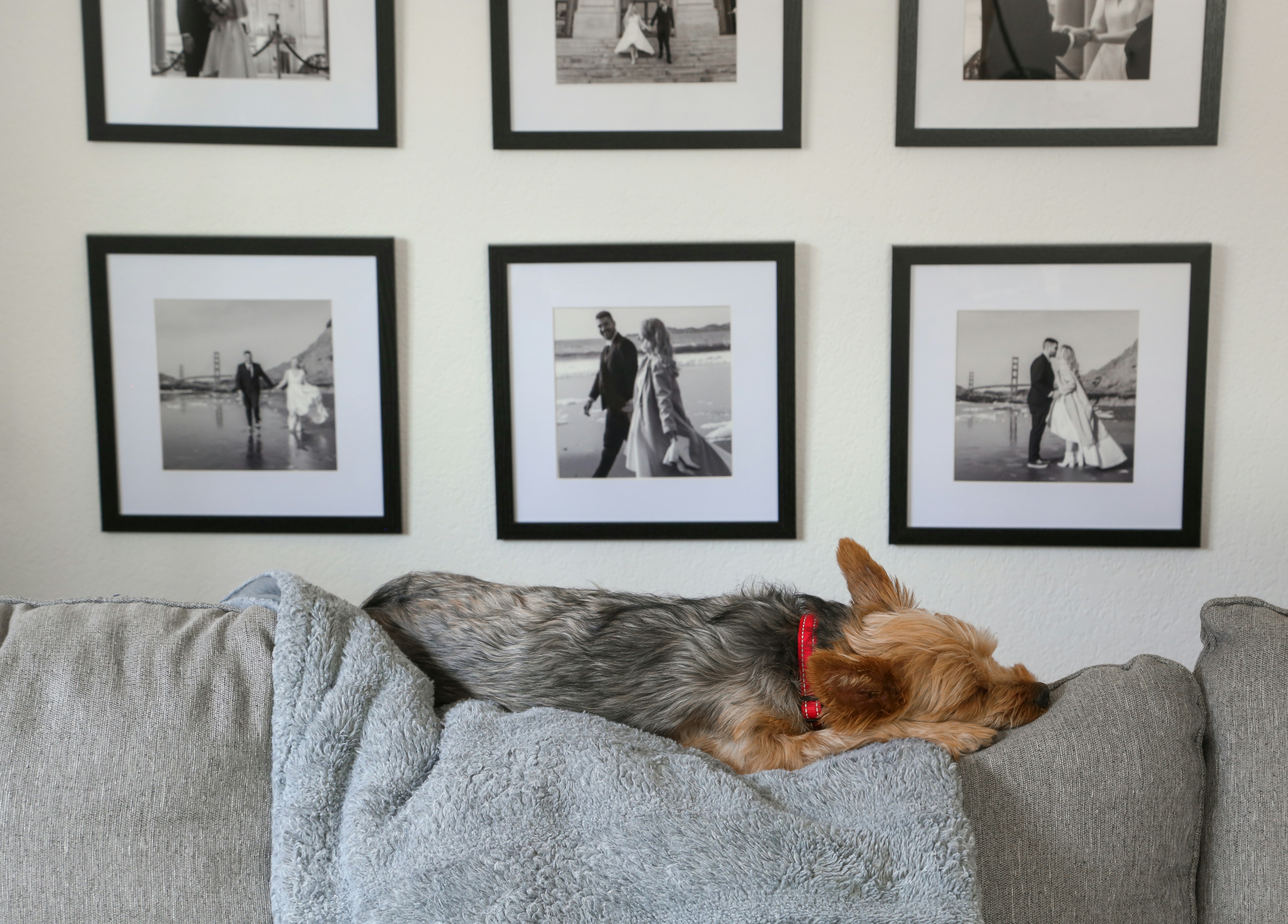 a dog laying on top of a couch next to pictures on the wall