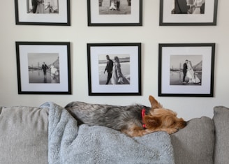 a dog laying on top of a couch next to pictures on the wall