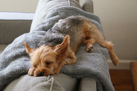 a dog laying on top of a couch next to a pillow