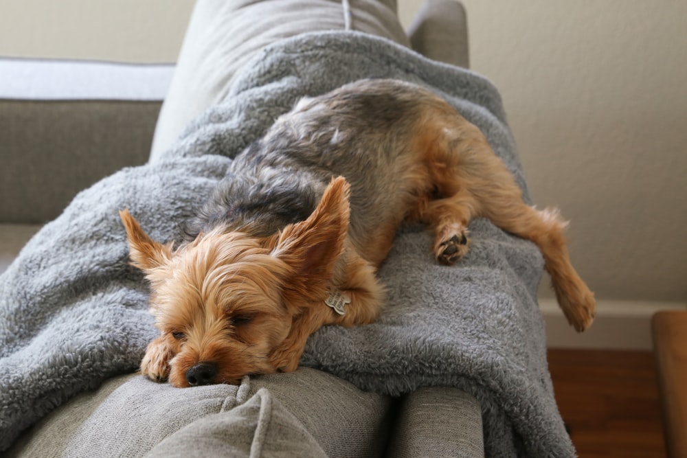 Un perro acostado encima de un sofá junto a una almohada