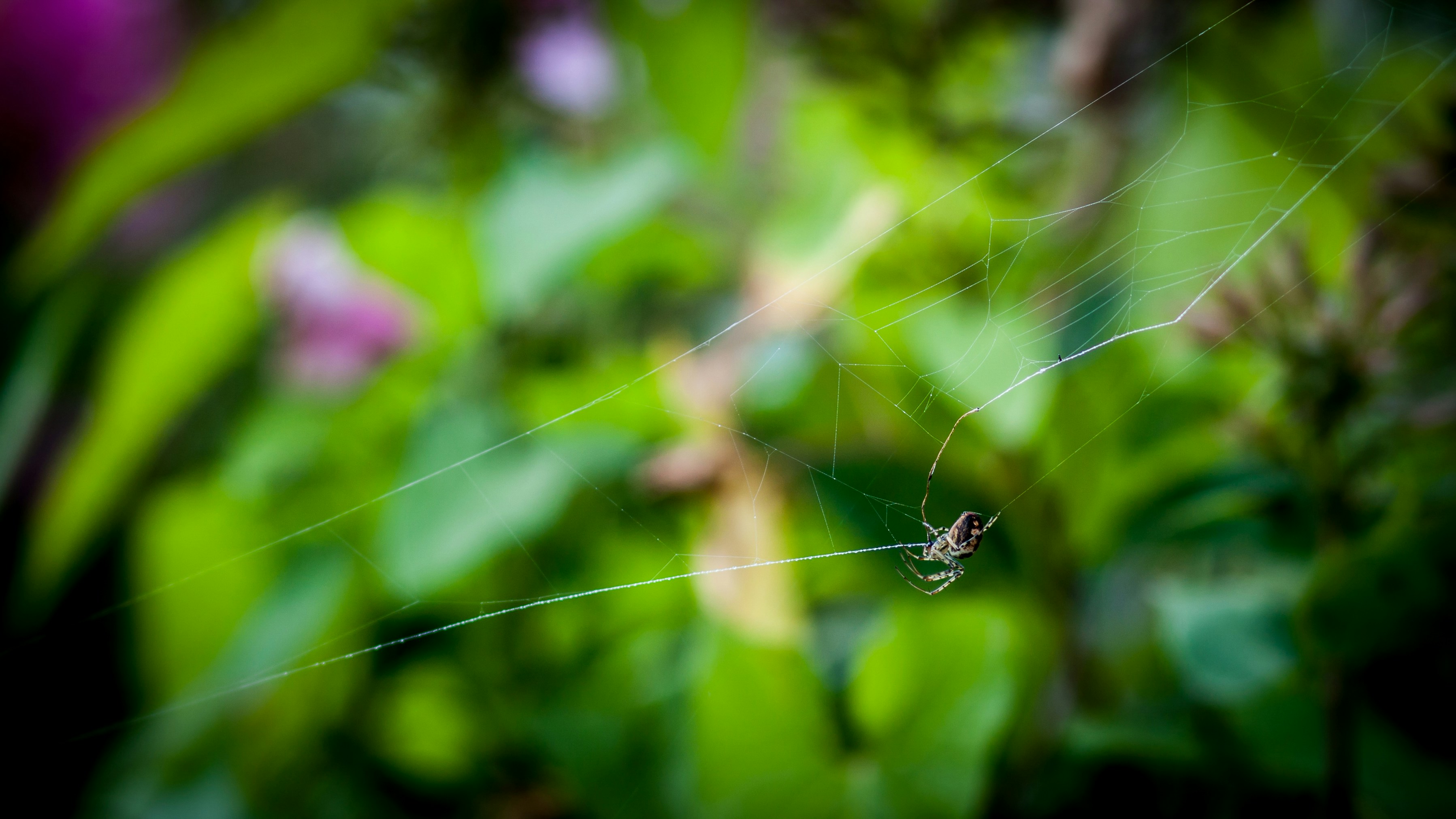 Photo by jankraus