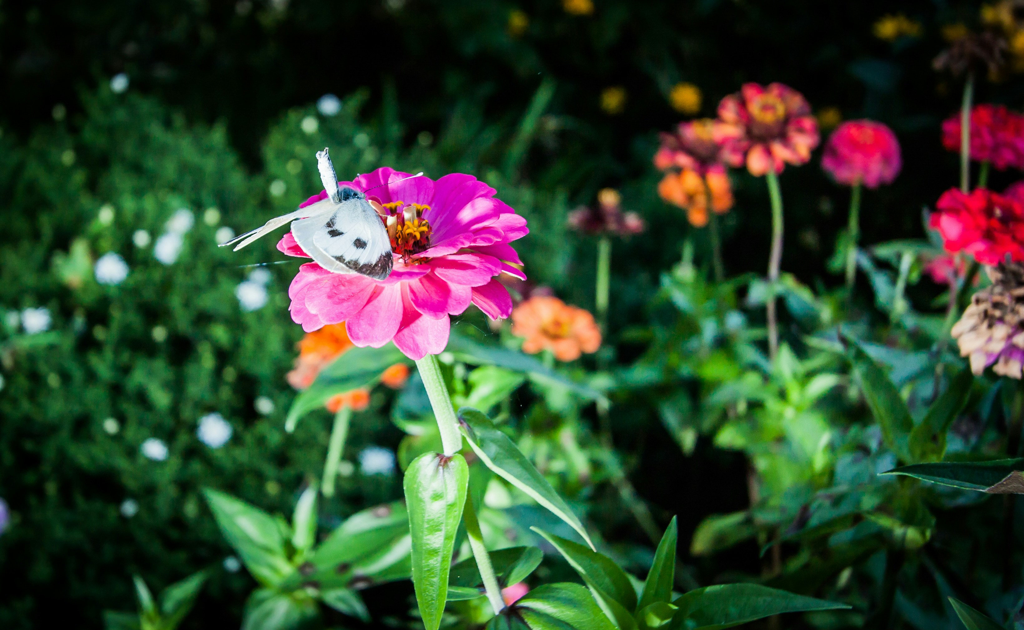 Plantas nutricias para mariposas