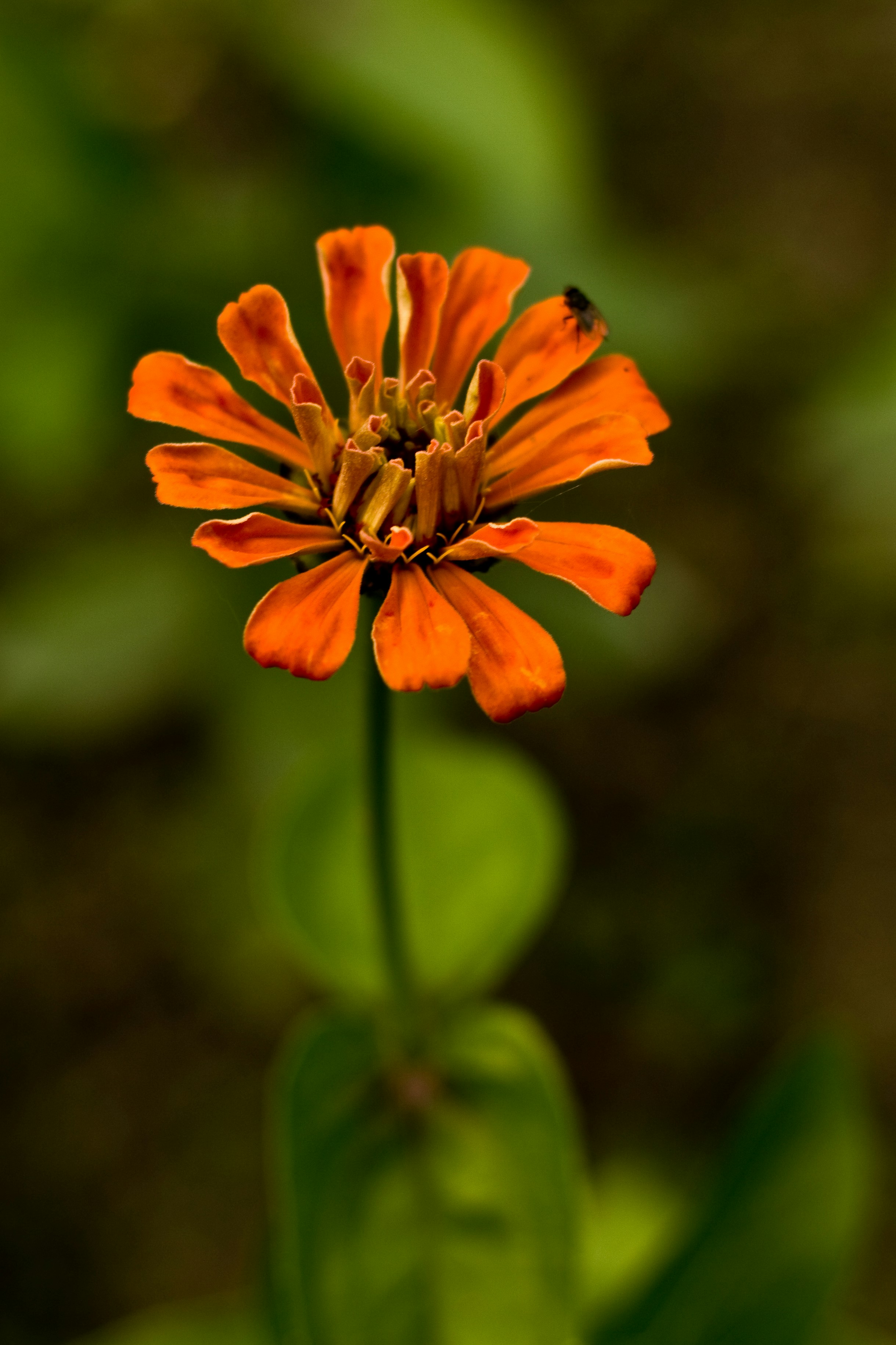 Photo by jankraus
