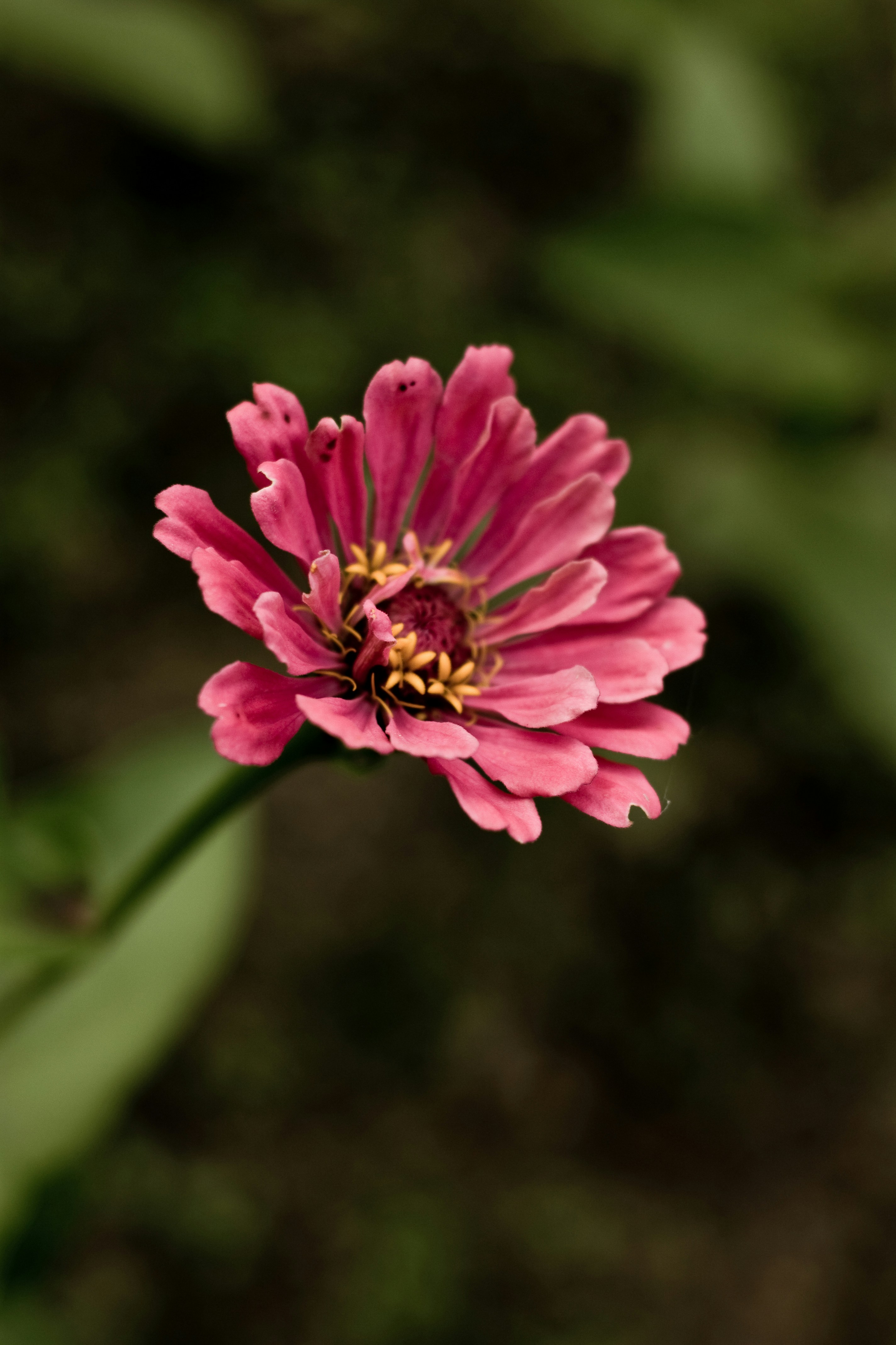 Photo by jankraus