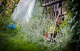 A lush garden setting with abundant greenery, including tall grass and flowering plants. A rustic wooden structure is partially visible, surrounded by climbing plants. A hose is coiled nearby, and there's a hint of a tarp or greenhouse material in the background.