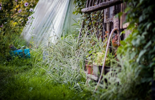 A lush garden setting with abundant greenery, including tall grass and flowering plants. A rustic wooden structure is partially visible, surrounded by climbing plants. A hose is coiled nearby, and there's a hint of a tarp or greenhouse material in the background.
