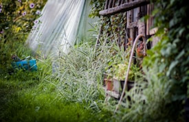 A lush garden setting with abundant greenery, including tall grass and flowering plants. A rustic wooden structure is partially visible, surrounded by climbing plants. A hose is coiled nearby, and there's a hint of a tarp or greenhouse material in the background.