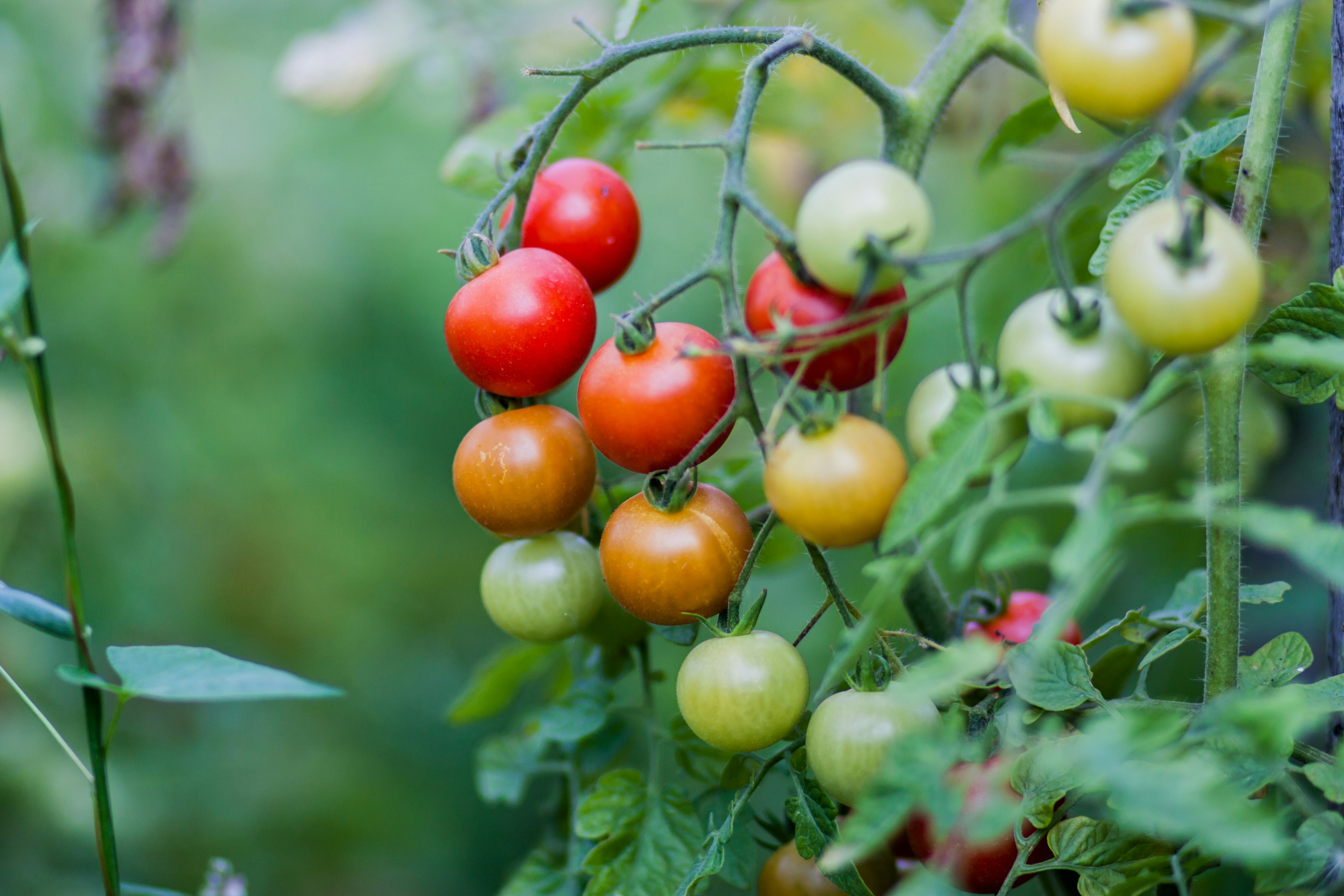 10 Fast Growing Vegetables to Grow on a Balcony for Fresh, Organic Harvest at Home