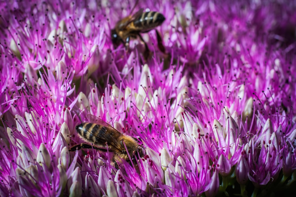 two bees sitting on a purple flower in a field