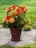 A woven basket filled with vibrant red and orange flowers, including gerberas and dahlias, is placed on a stone path. The background features a lush, green grass lawn, giving the scene a serene and natural ambiance.