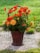 A woven basket filled with vibrant red and orange flowers, including gerberas and dahlias, is placed on a stone path. The background features a lush, green grass lawn, giving the scene a serene and natural ambiance.