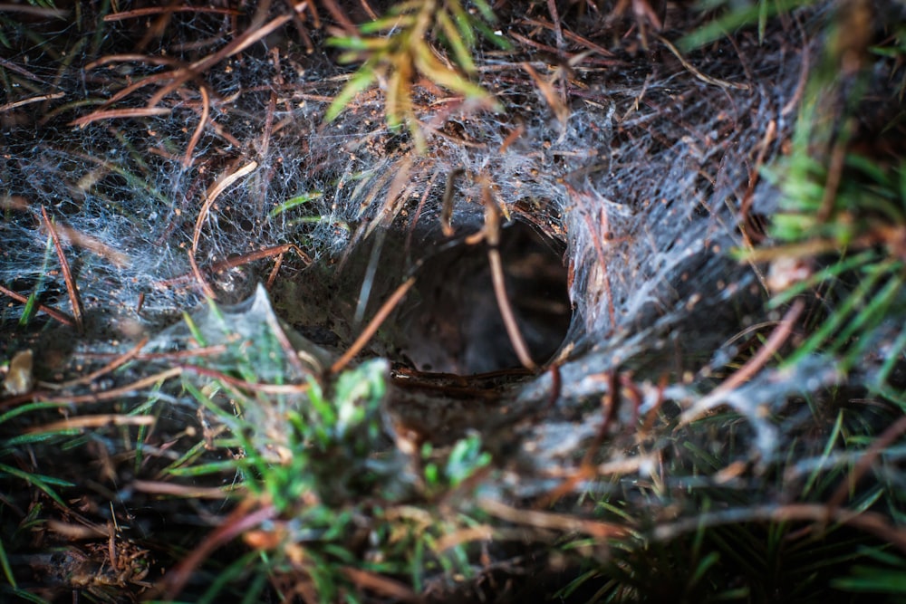 a close up of a spider web in the grass