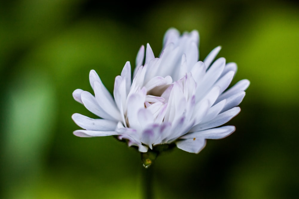 a close up of a white flower with a blurry background