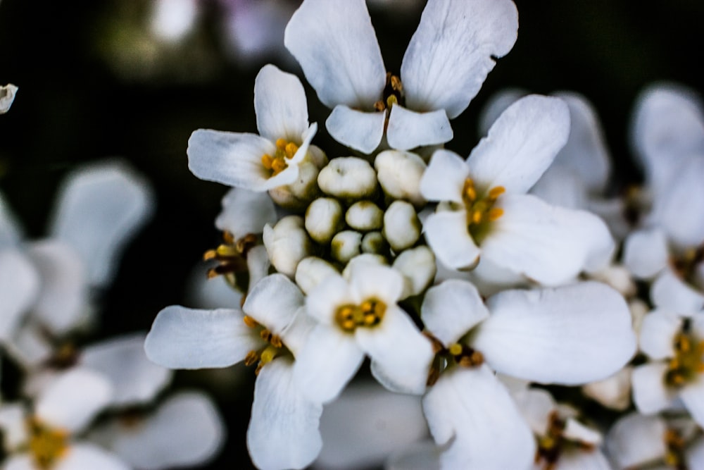 a cluster of white flowers with yellow centers
