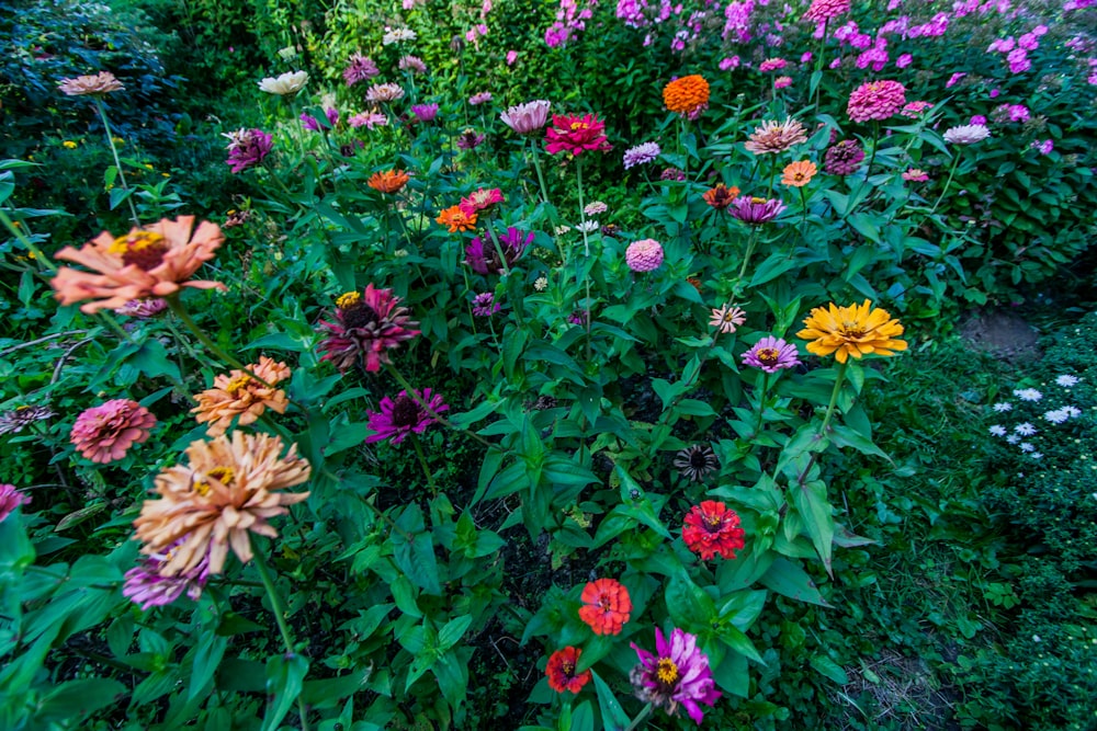a garden filled with lots of colorful flowers