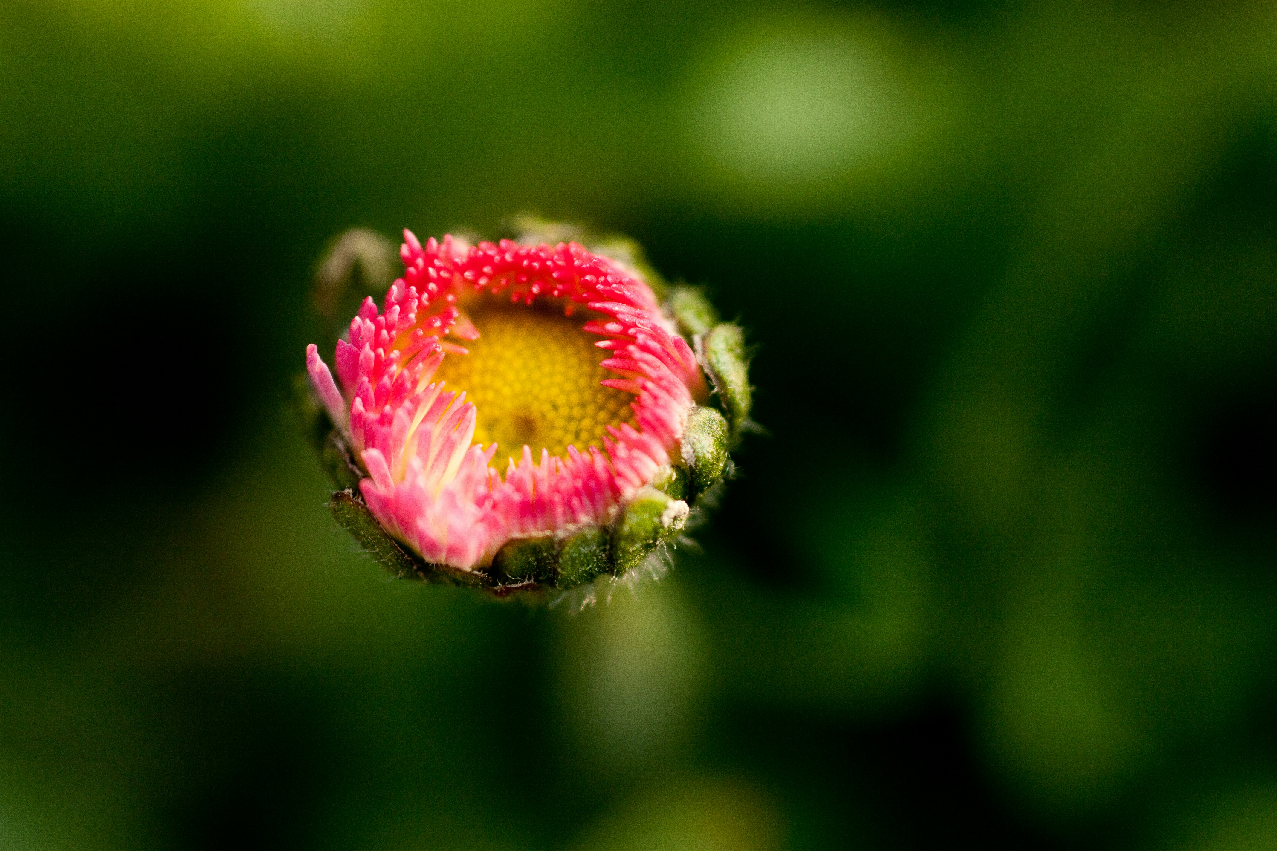Photo by jankraus