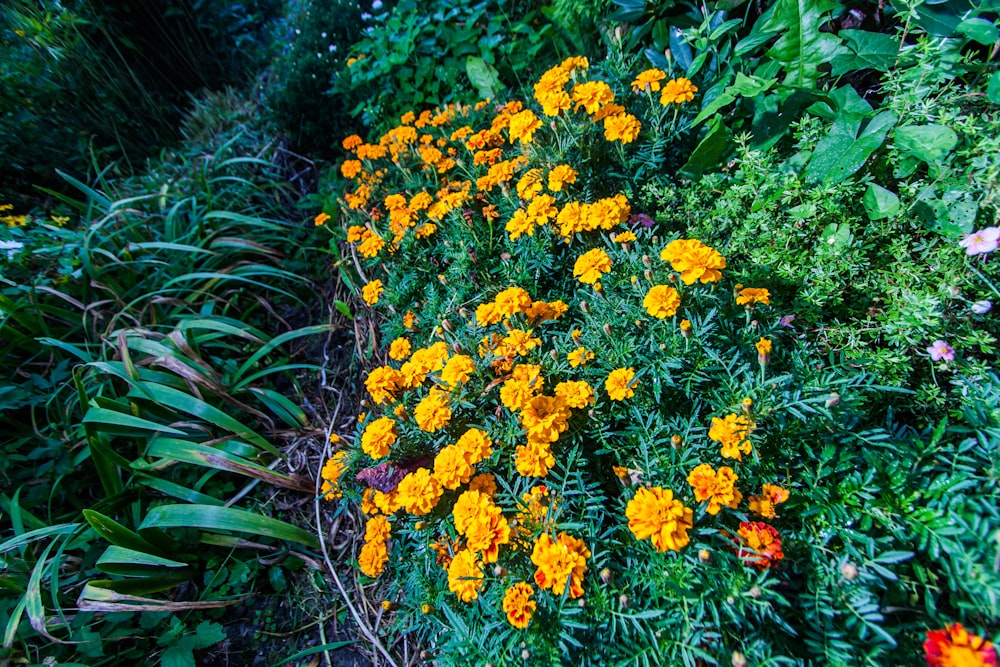 a bunch of flowers that are in the grass