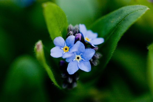 A close-up of a cyanotype print showing delicate botanical patterns in deep blue tones.
