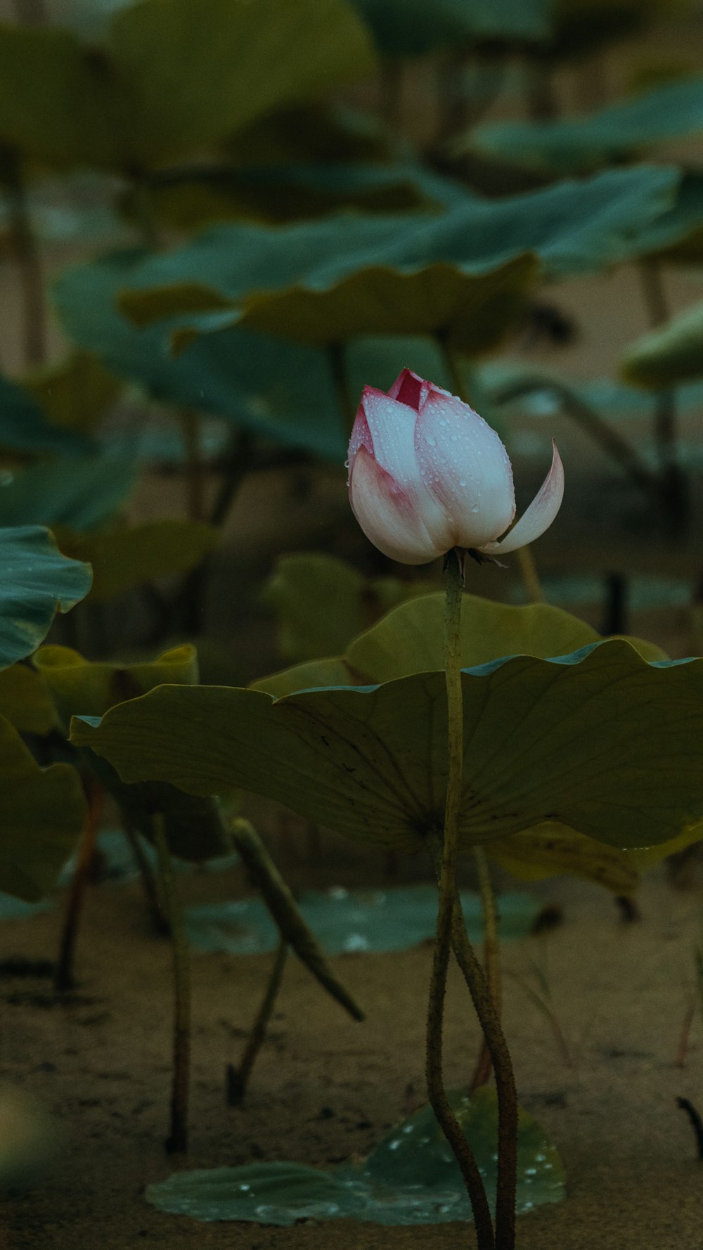 a white and red flower sitting on top of a lush green field