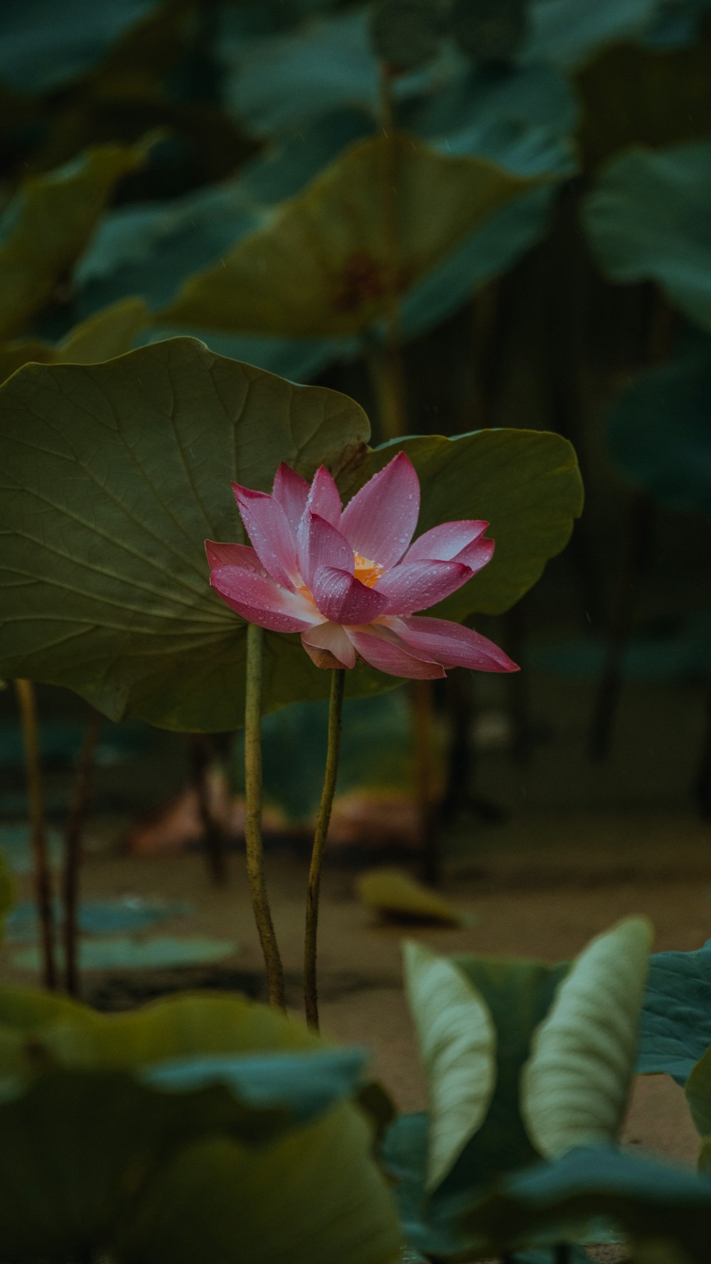 a pink lotus flower sitting on top of a lush green leaf covered field