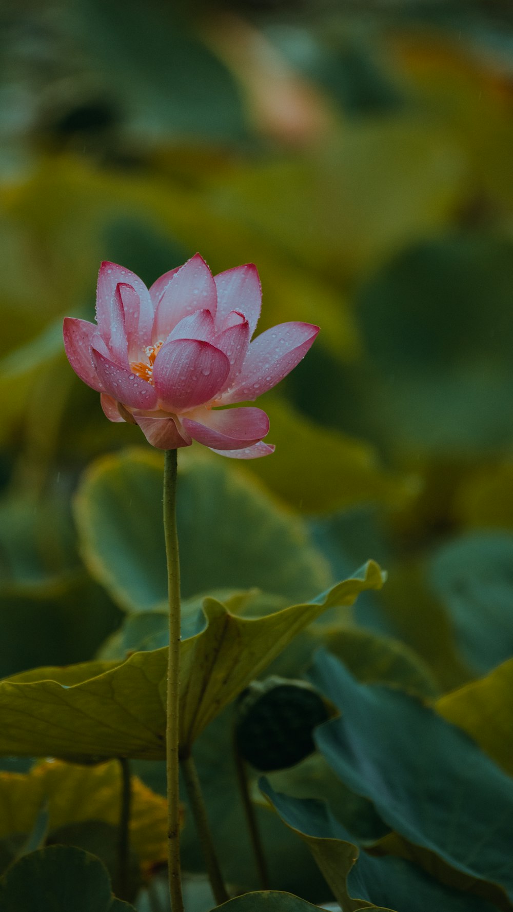 a pink lotus flower blooming in a pond