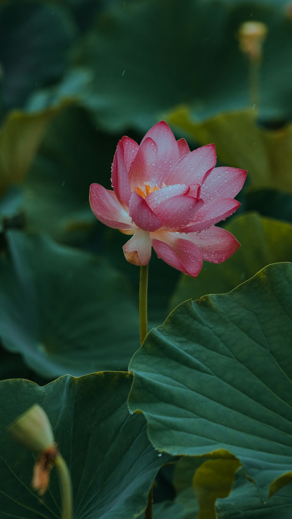 a pink flower is blooming in the middle of a pond