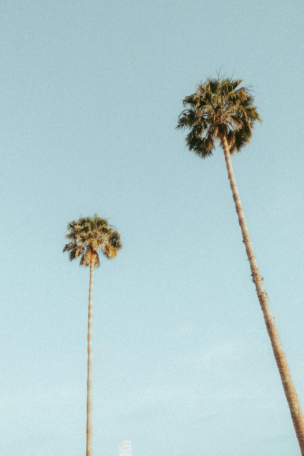 two tall palm trees against a blue sky