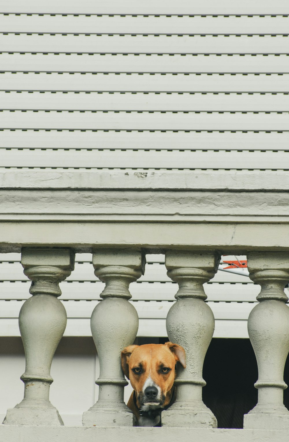 a dog peeking out from behind a fence