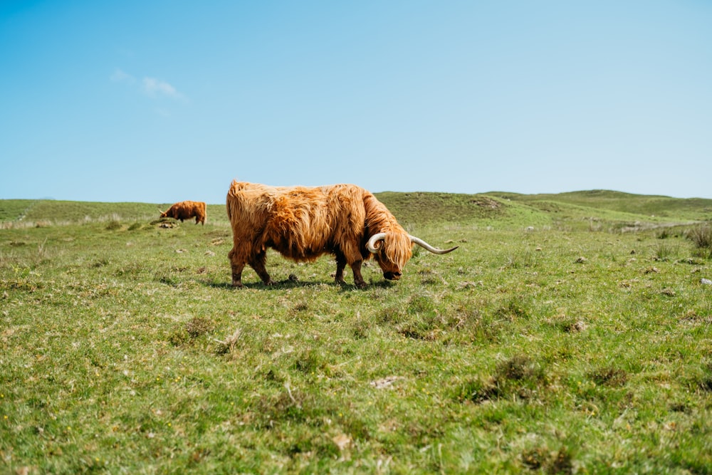 a brown cow with long horns standing on a lush green field