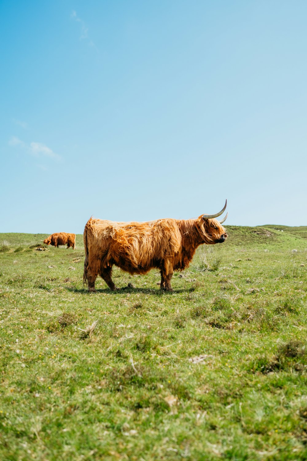 a brown cow standing on top of a lush green field