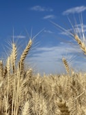 Farmers inspecting rows of blue grass fields under a bright sky.