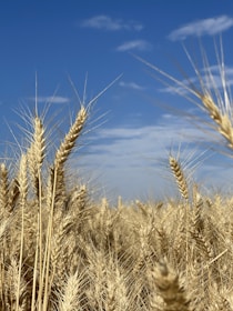 Farmer inspecting oat crops in a sunny field with a backdrop of blue skies.