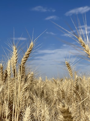 Farmers inspecting rows of blue grass fields under a bright sky.