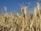 Close-up view of mature wheat stalks in a field, with a bright blue sky in the background. The golden wheat heads are prominently featured, displaying their distinctive long awns and dense grains.