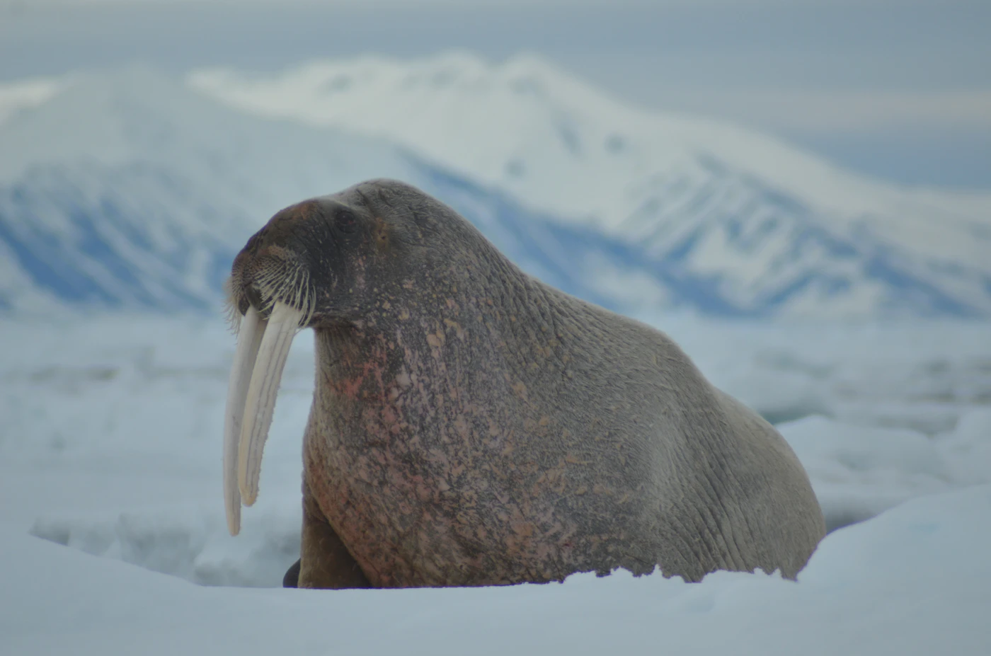 A close-up portrait of a walrus showing its tusks